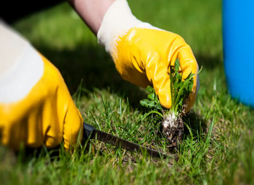 Dream Home Team Sends ShockWaves to Help Kill Weeds in Residential Areas